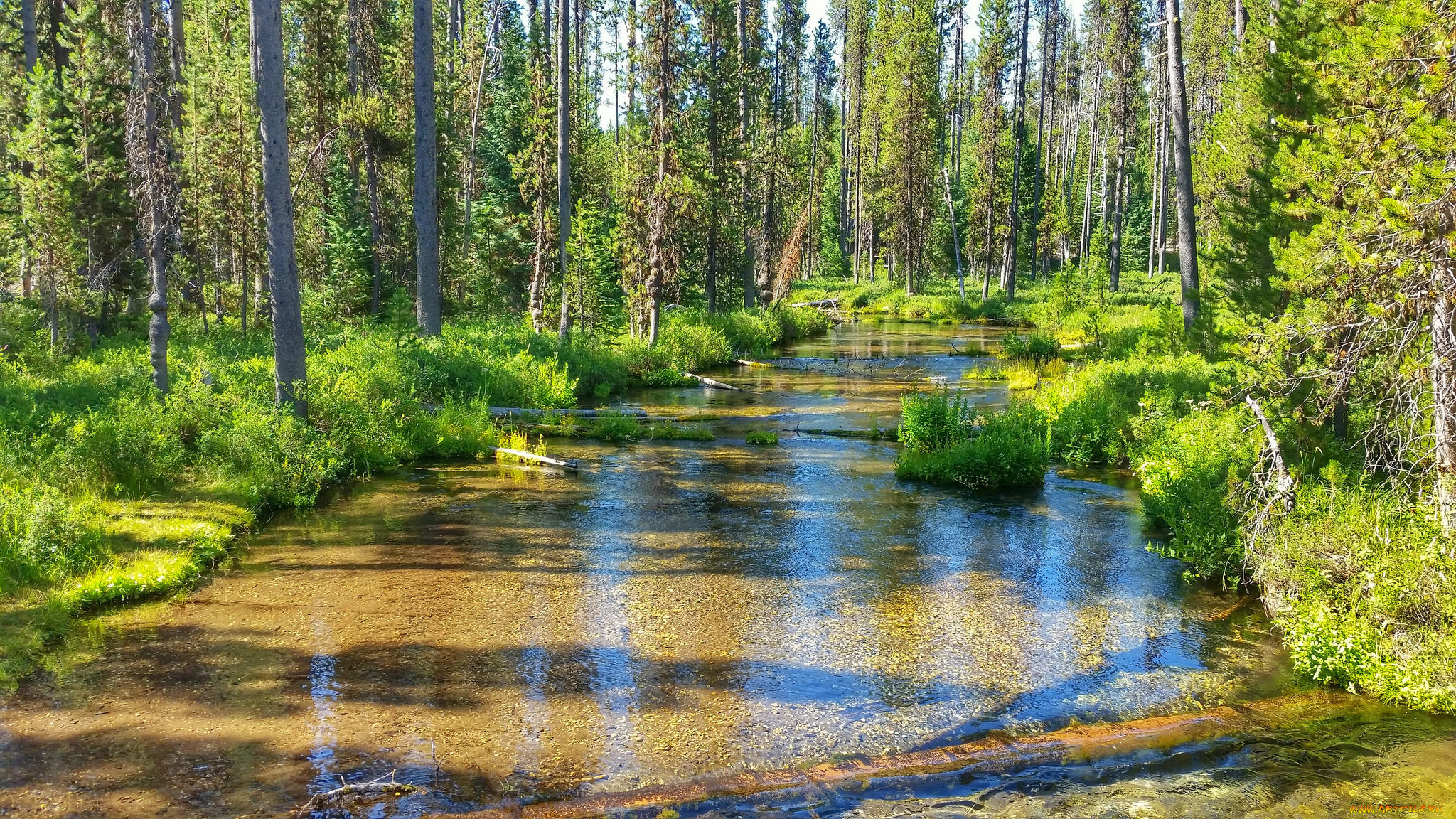 Вода в чаще. Ковры природа лес и речка. Обои рабочий стол лето река Карелия. Летние обои на рабочий стол летний Корельский лес. Картинки наши леса и реки.